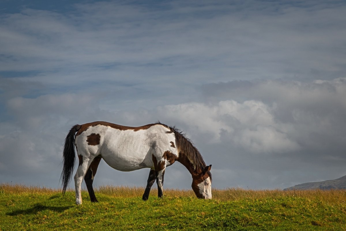 piebald ló
