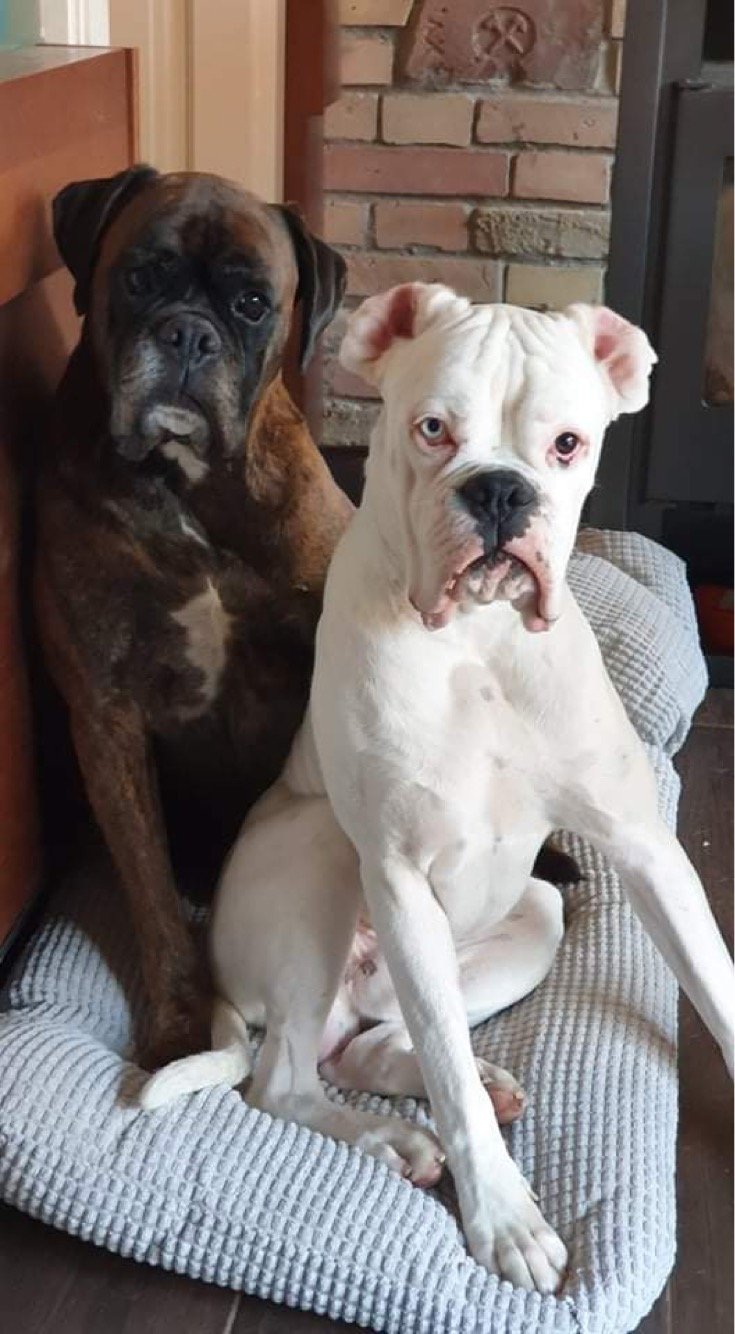 fehér boxer