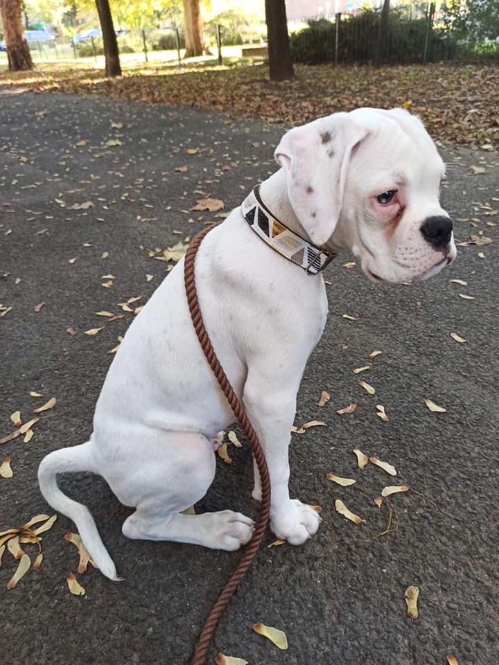 fehér boxer