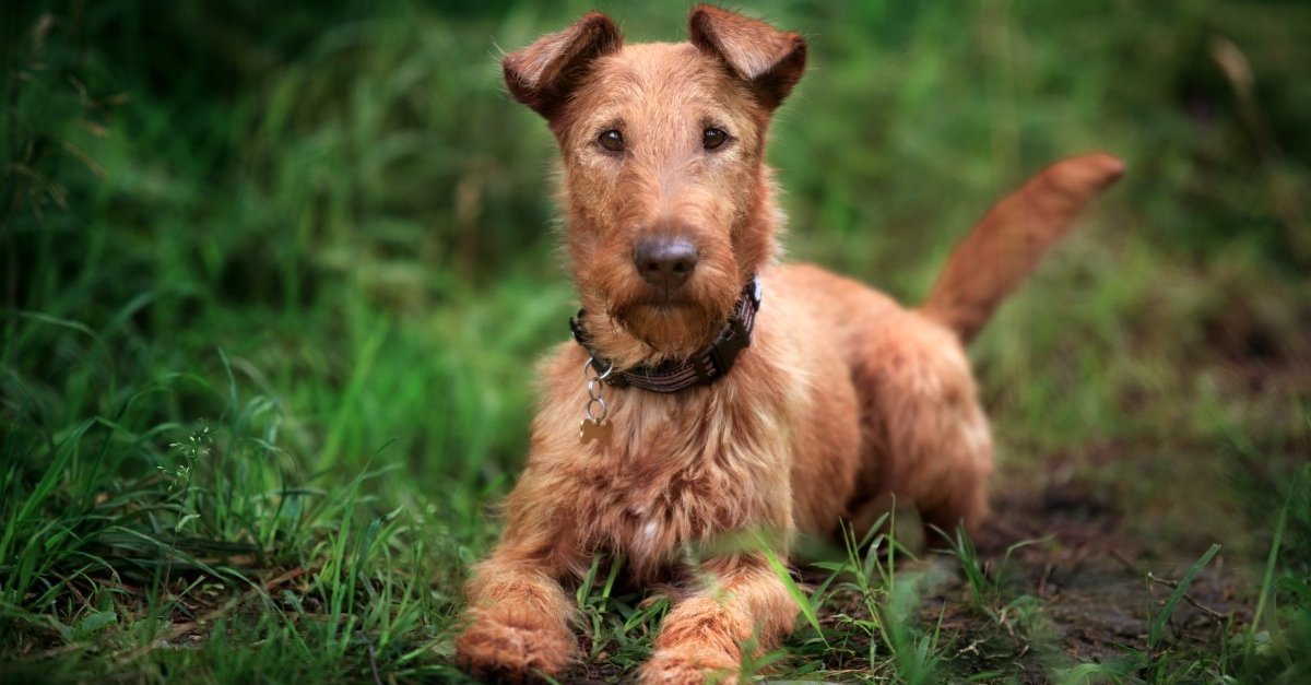 Irish Terrier Fb