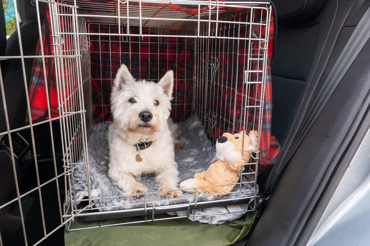 west highland white terrier utazás autóban