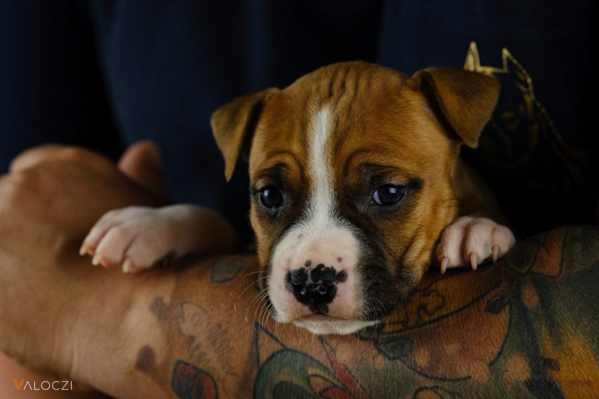2023_09_amstaff-scaled-e1695158436620.jpg
