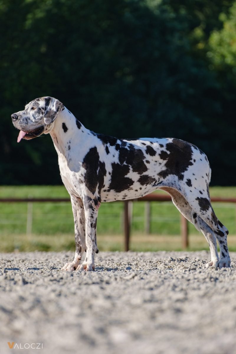 2023_09_dog-scaled-e1694168683228.jpg