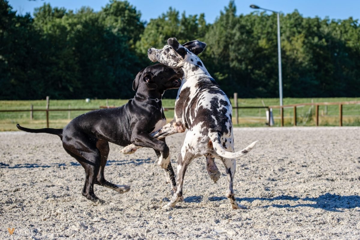 2023_09_dog2-scaled-e1694168933799.jpg
