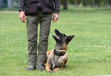 Malinois a gazdája lábánál