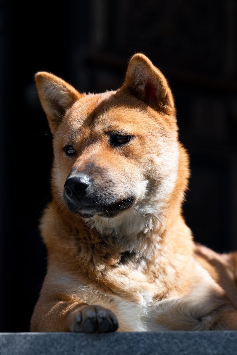 koreai jindo