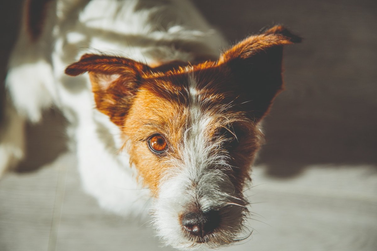 jack russell nagy szomorú szem