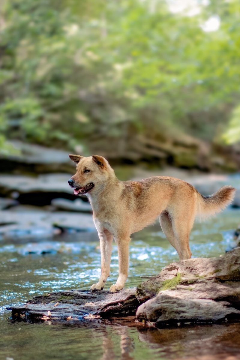 koreai jindo