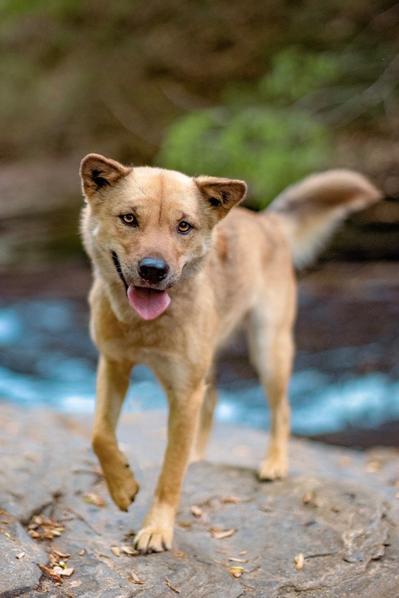 koreai jindo