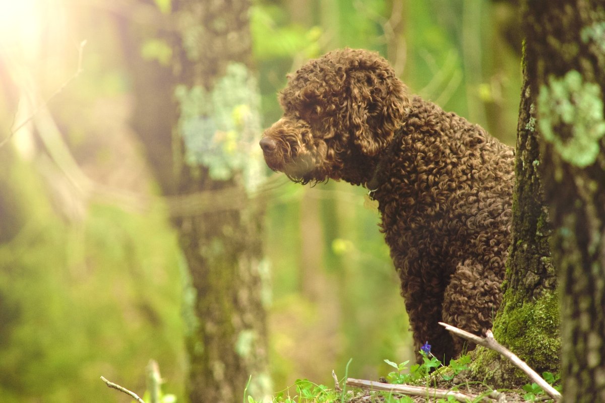 olasz vízikutya lagotto romagnolo erdő