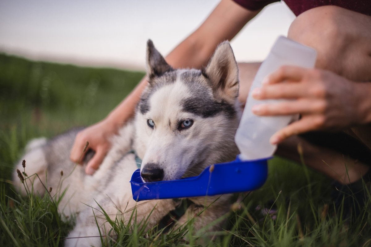 víz iszik husky