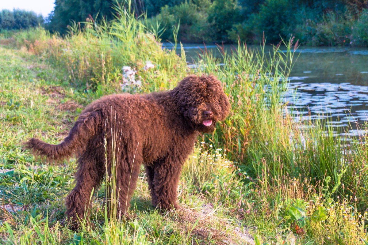 barbet