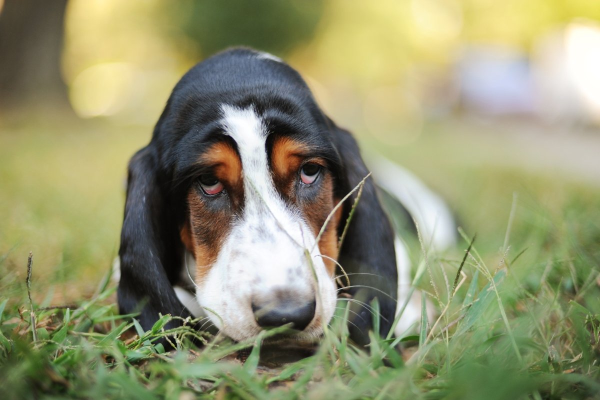 basset hound