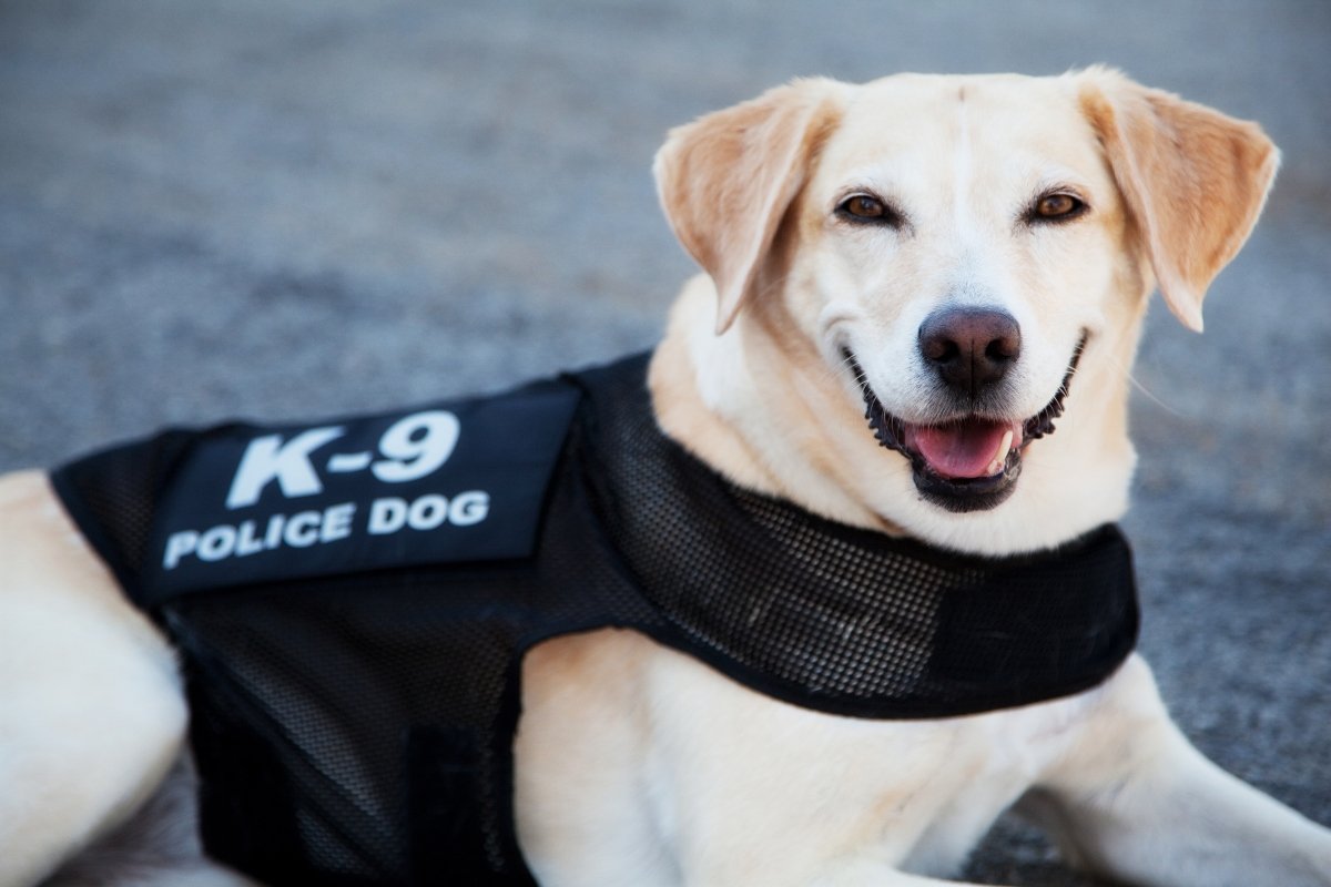 k9 labrador rendőrkutya keresőkutya