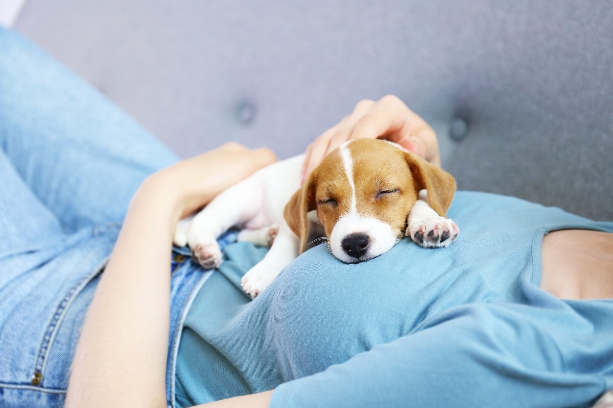 Jack russell kölyök alszik gazdája mellkasán