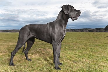német dog