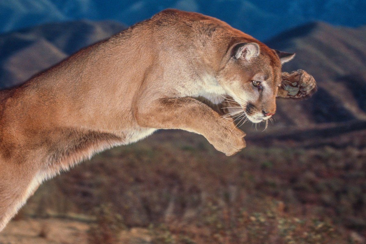 puma