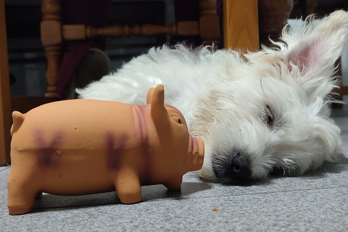 sípolós játék alszik westie west highland