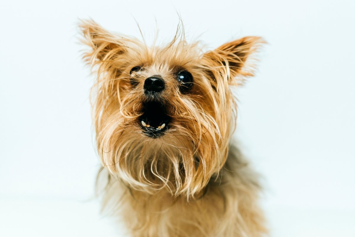 yorkshire yorkie ugat mérges borító