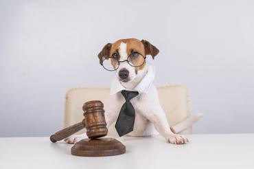 jack russell