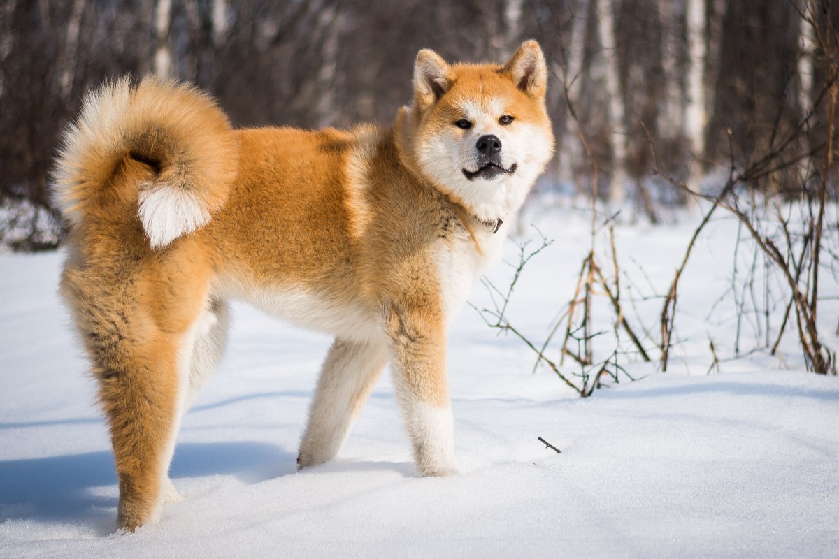 akita_inu_getty