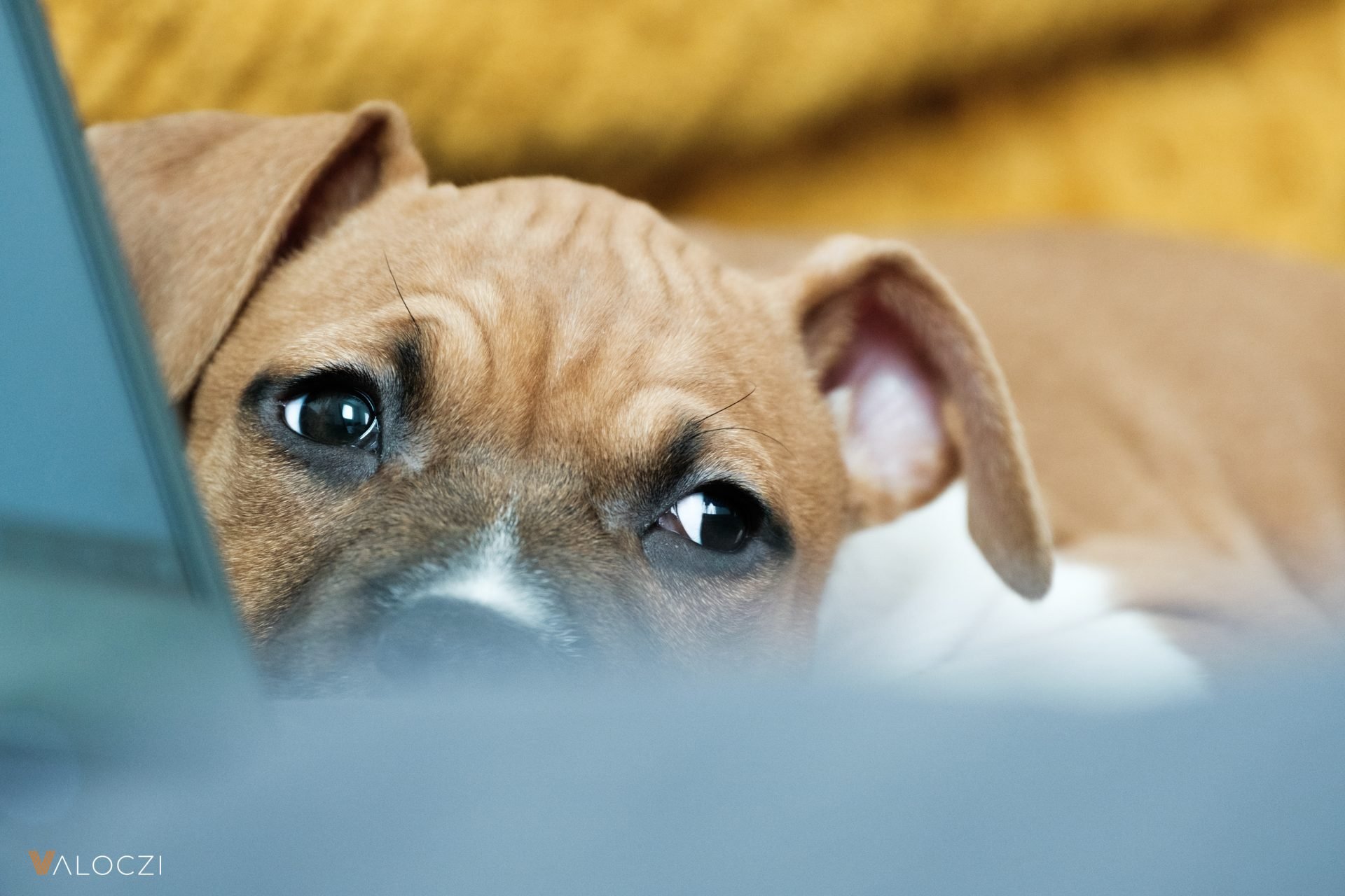 2023_10_amstaff-1-scaled.jpg