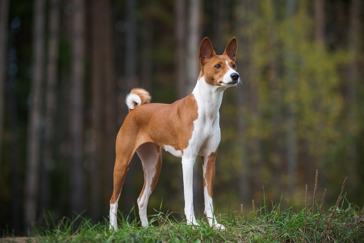 basenji_getty