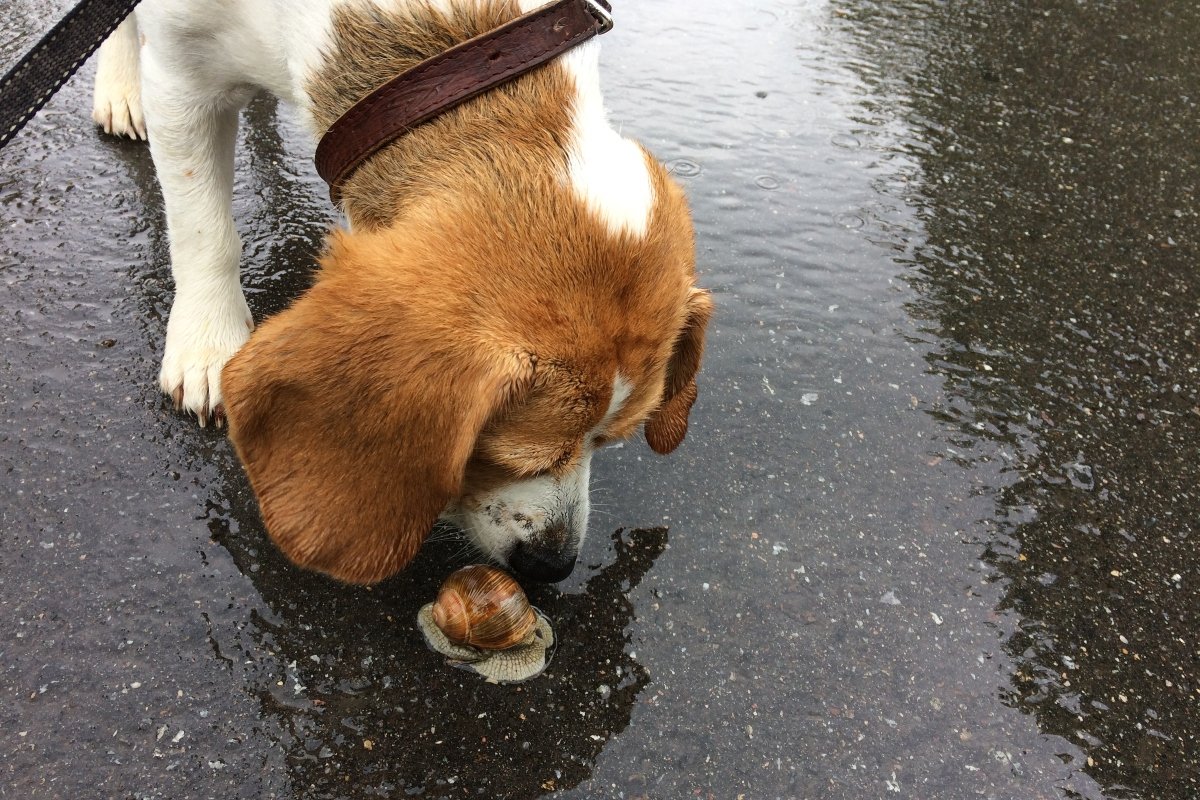 beagle csiga