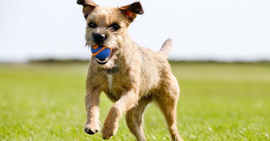 2023_10_border-terrier-labda-jatszik-valoczi-fb-1024x535.jpg