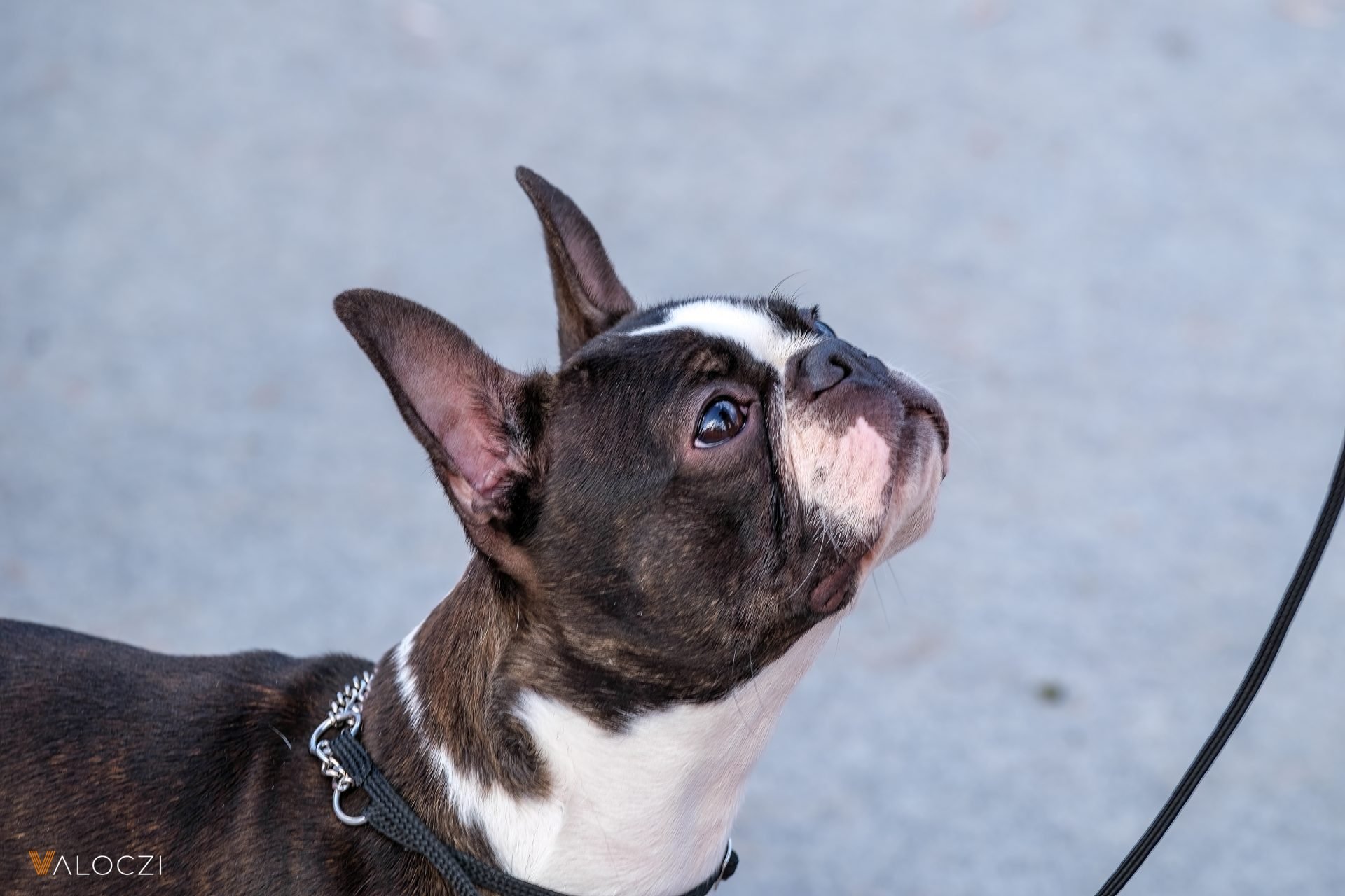 2023_10_boston-terrier-scaled.jpg