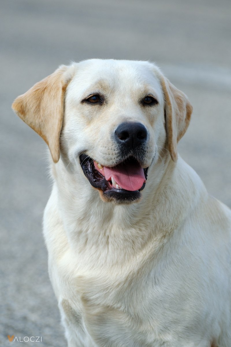 labrador retriever valóczi