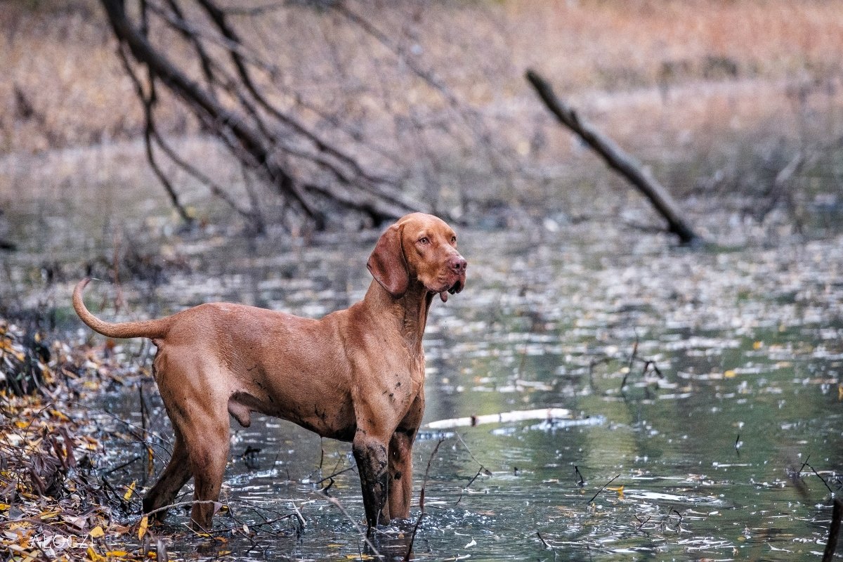 magyar vizsla válóczi
