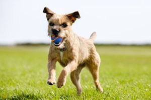 border terrier válóczi