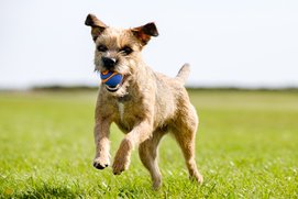 border terrier válóczi