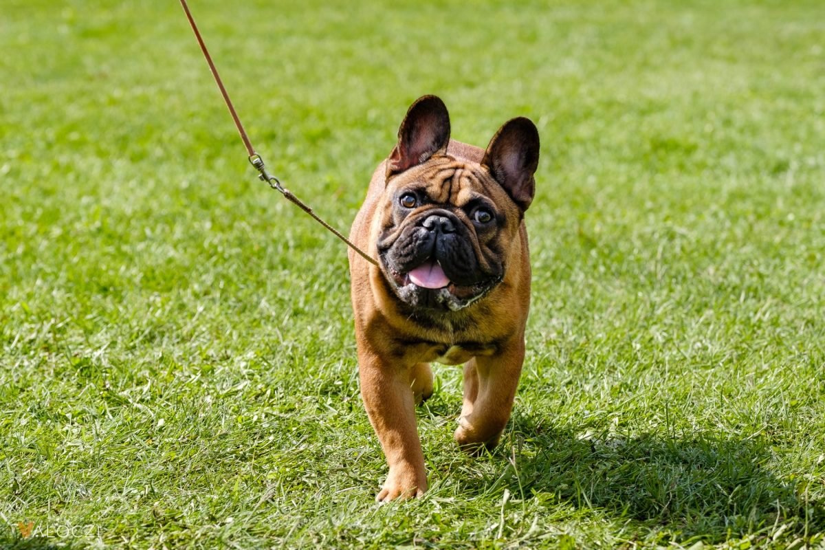 2023_10_francia-bulldog-aek-scaled-e1704977688954.jpg
