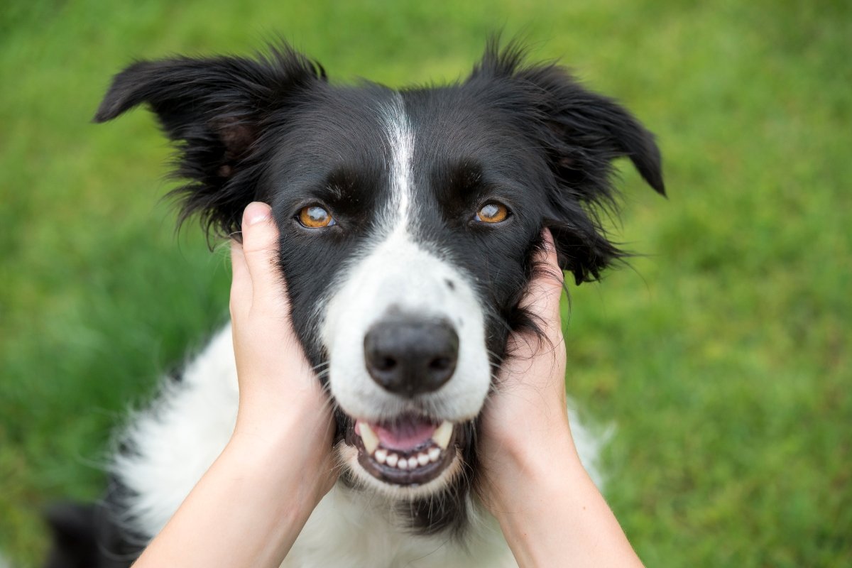 border collie gazdi