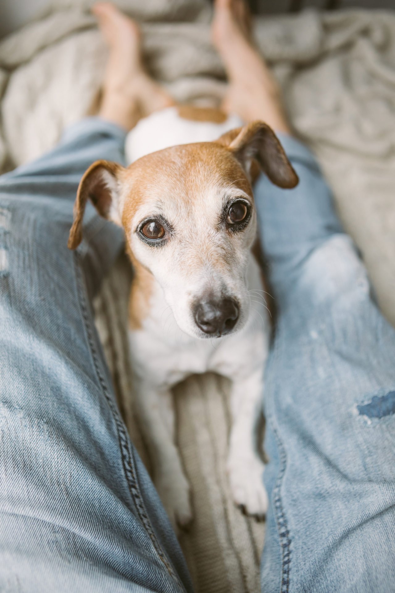 Cute small dog lying on the windowsill. female legs in jeans. Spending time with the pet. Relaxed chilling weekend