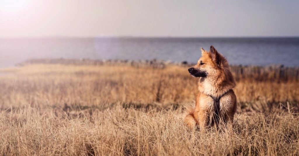Icelandic Sheepdog: bred for changeable weather | We love Dogz
