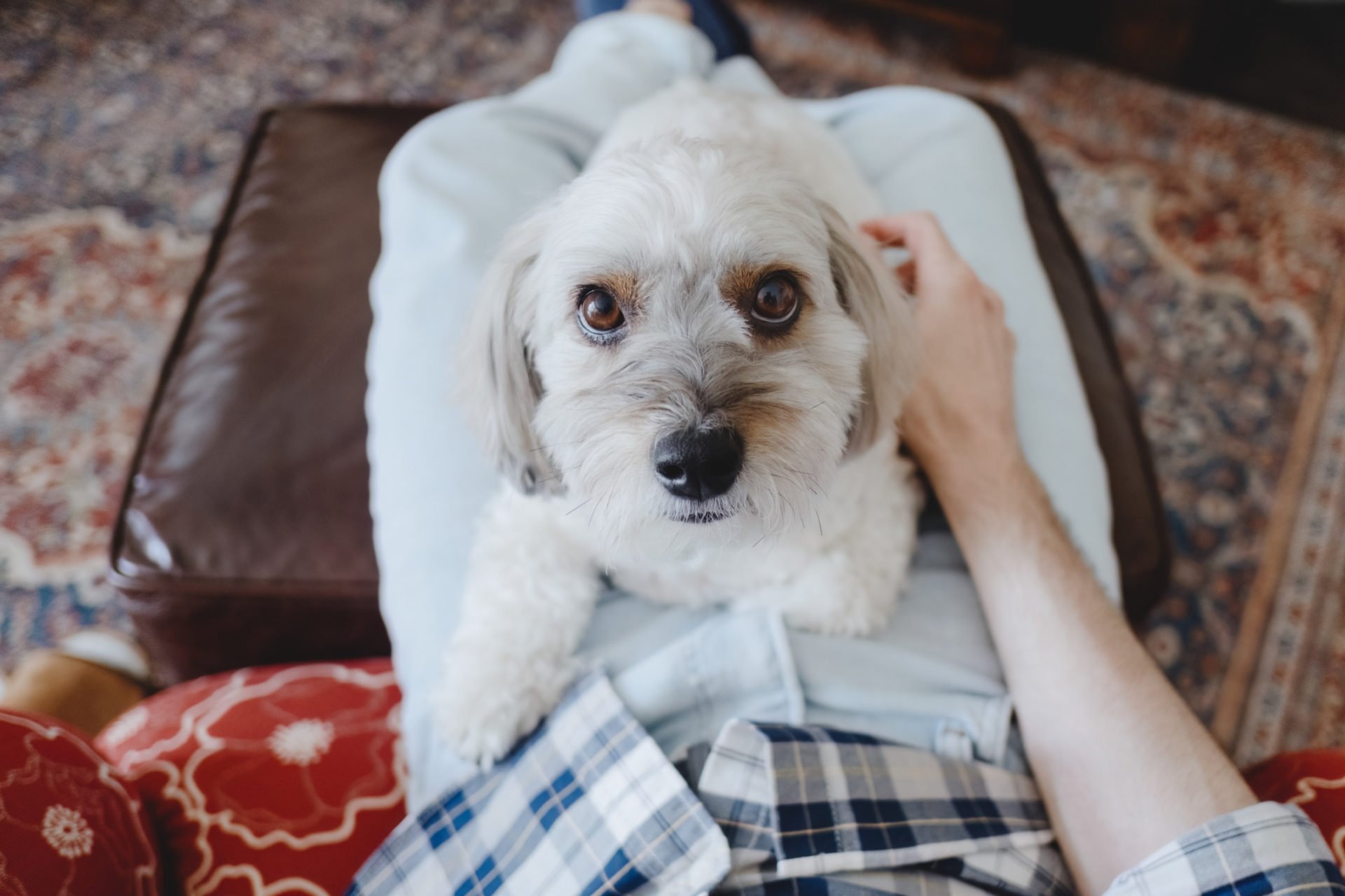 Dog Looks at Camera While on His Owner's Lap