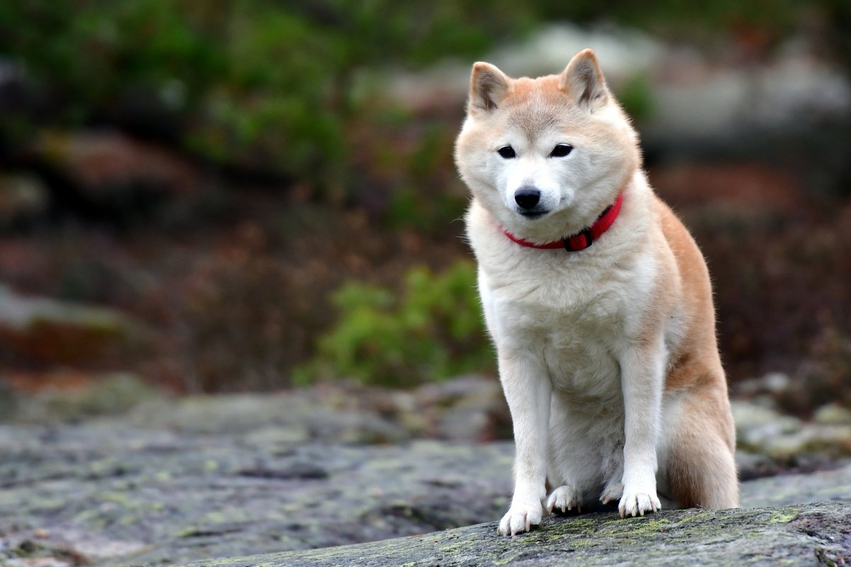 shiba inu