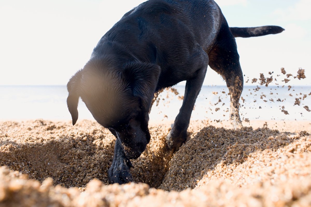 labrador ás strand