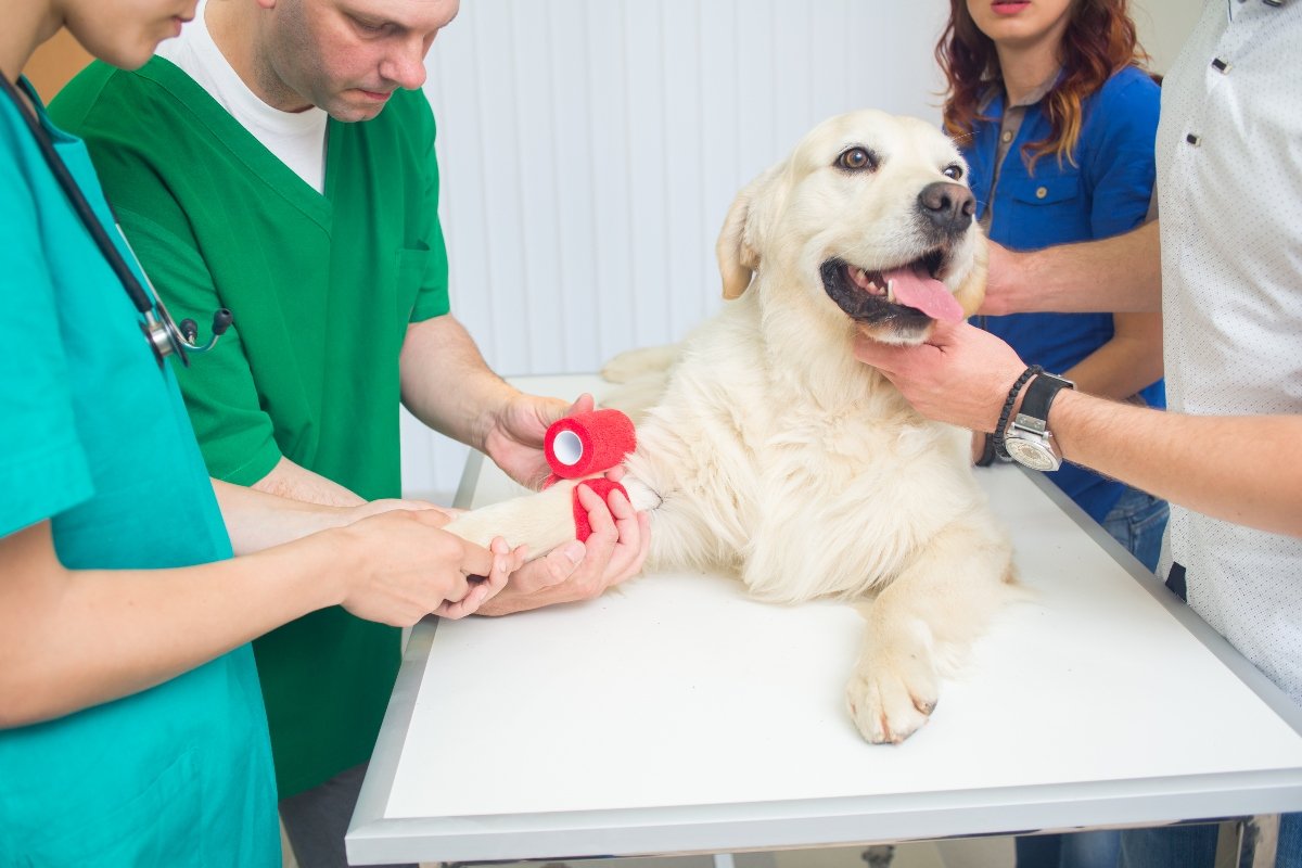 golden retriever állatorvos lábsérülés sérülés véradás borító