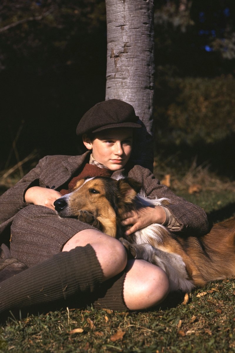 Lassie film