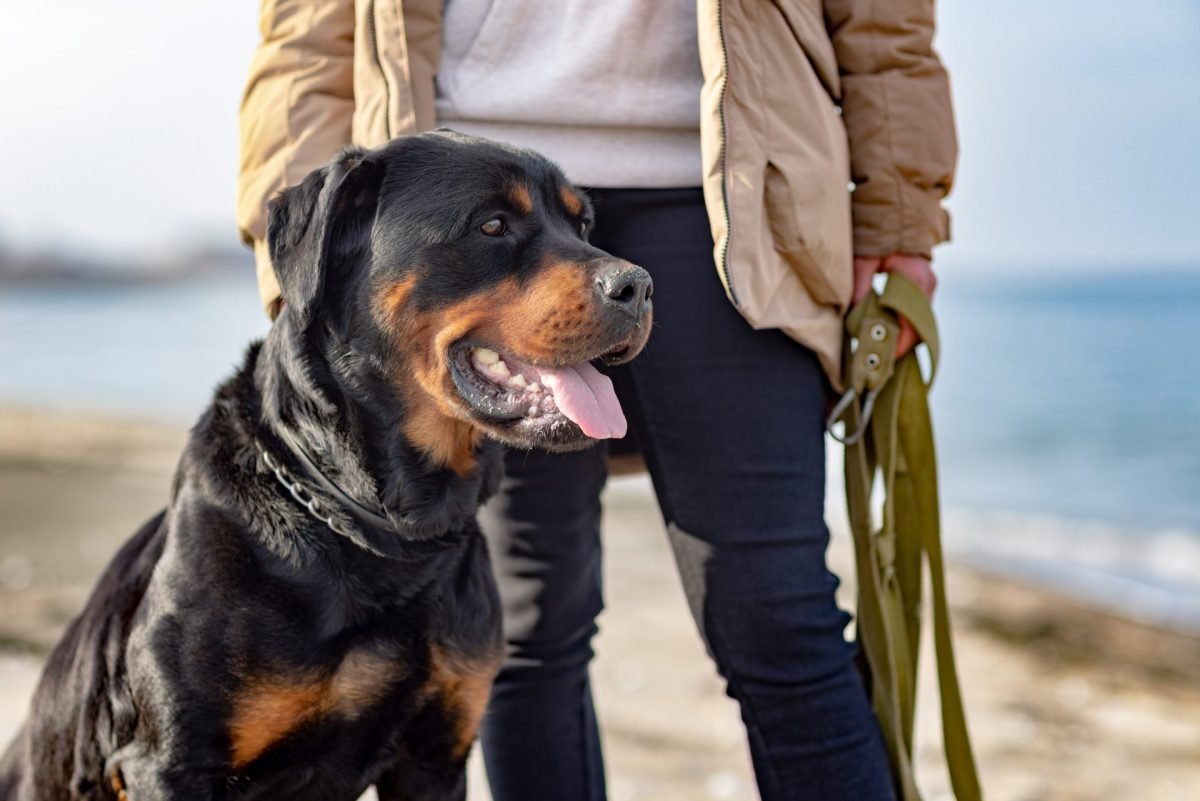 2023_10_rottweiler-scaled-e1698143501850.jpg