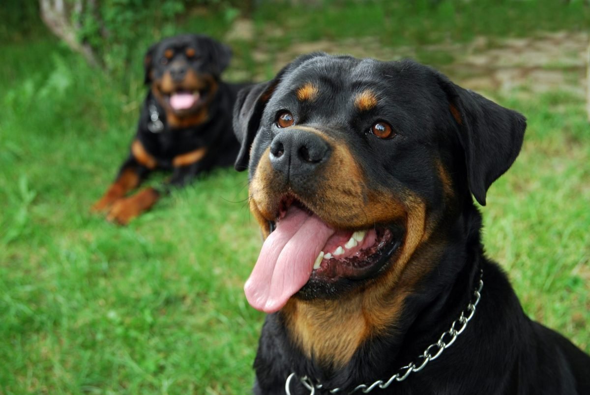 2023_10_rottweiler2-scaled-e1698143525235.jpg