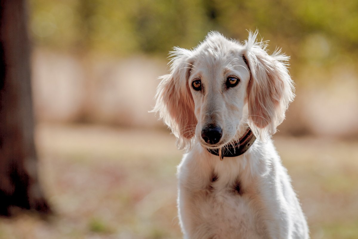 saluki_getty