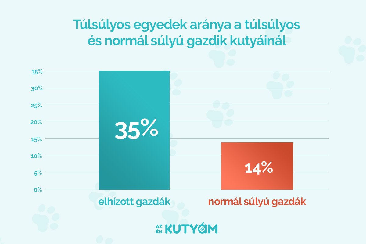 tulsulyos-kutyak_03