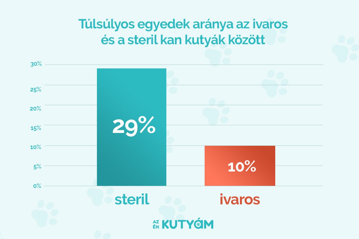 tulsulyos-kutyak_04