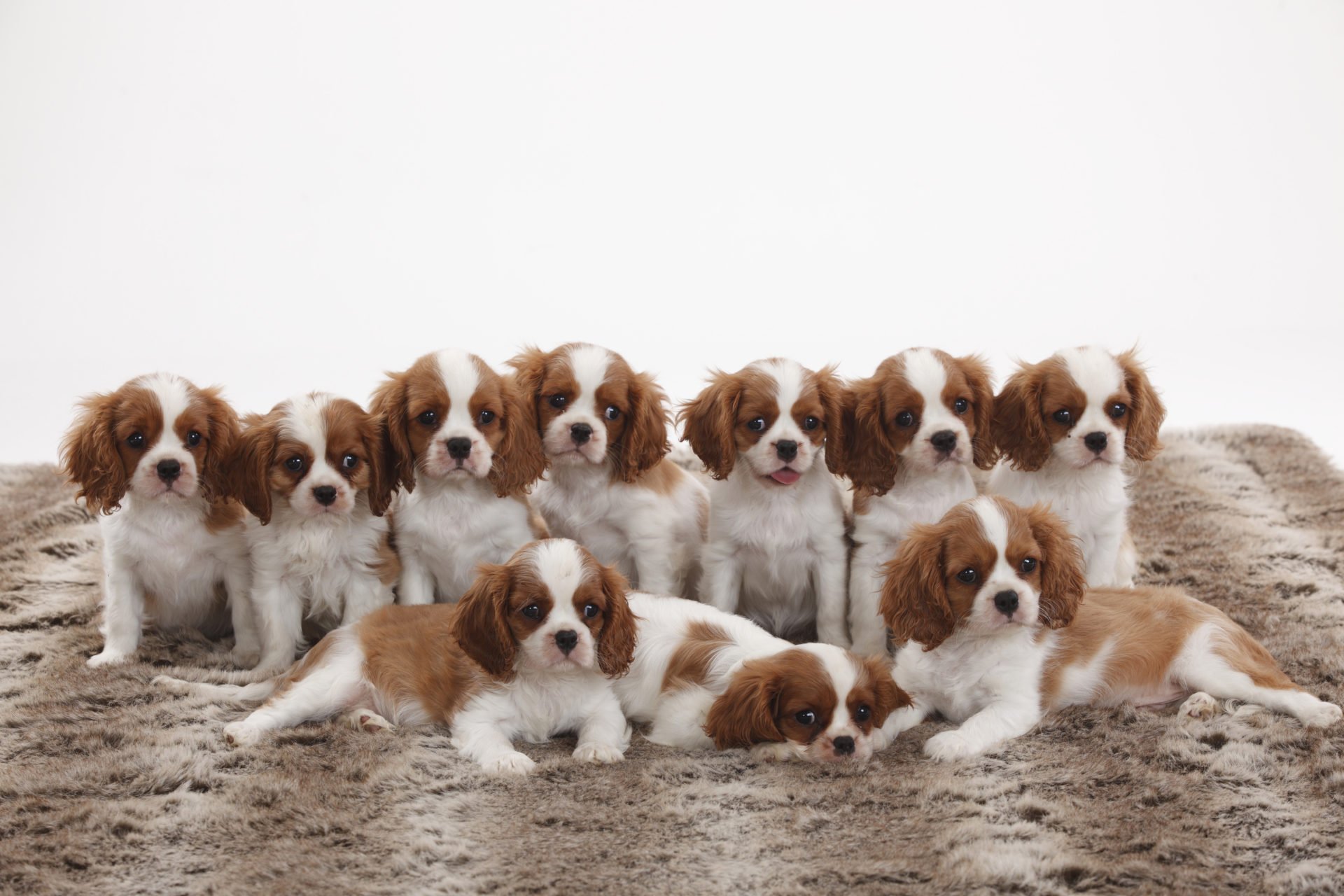 cavalier king charles spánielek