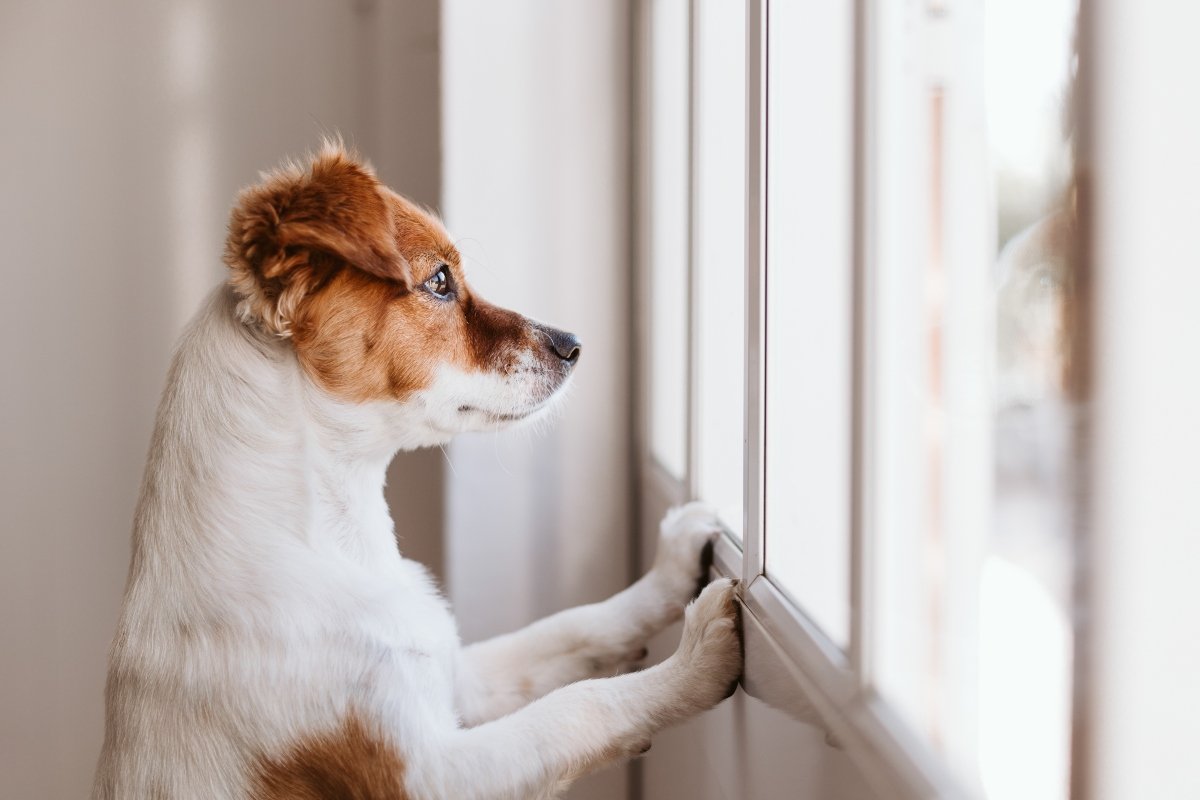 Szomorú jack russell az ajtónál, néz ki az üvegen